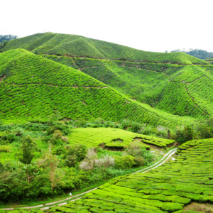 Camps de tè Sungai Palas