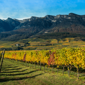 Camps de vinyes a Südtirol