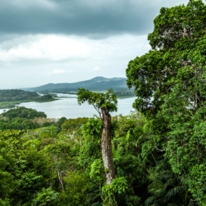 Bosc tropical de Panamà