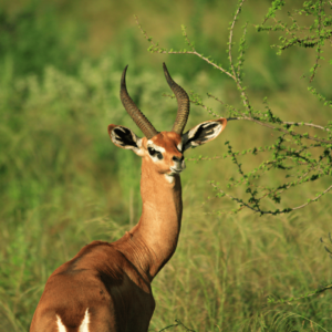 Gerenuk antílop