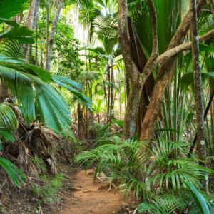 Boscos frondosos de Vallee de Mai