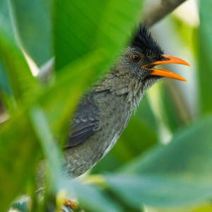 Bulbul fumat de les Seychelles